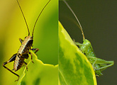 kobylka bielopása, kobylka zelená
