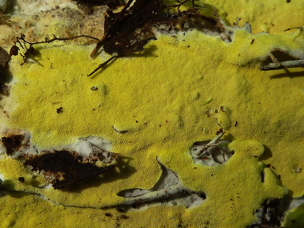 trúdnikovček žltý Antrodia xantha (Fr.) Ryvarden