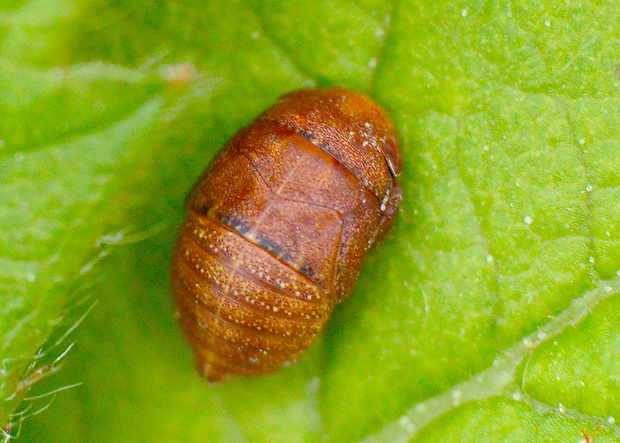 cikádka- larva Penthimia nigra