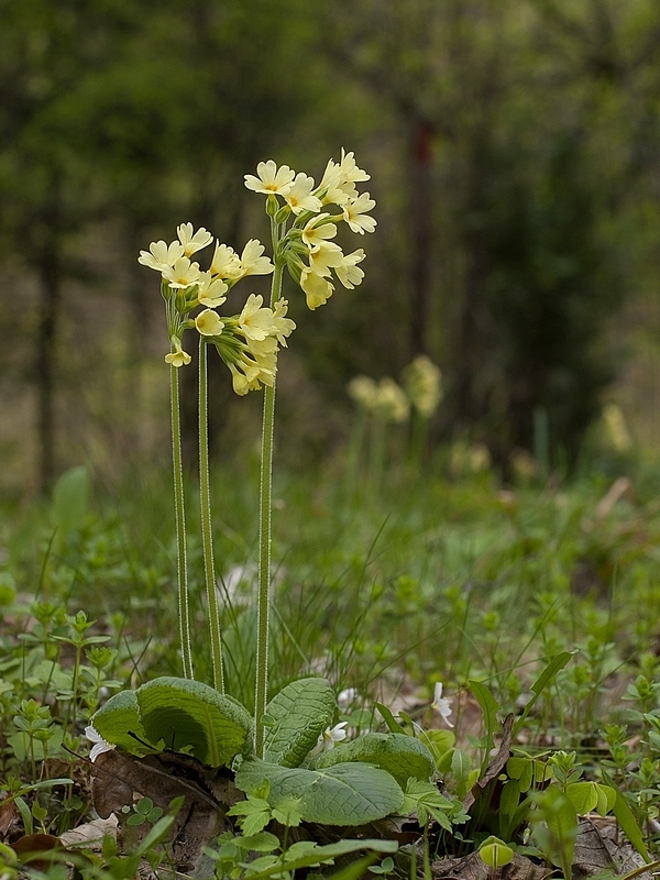 prvosienka vyššia Primula elatior (L.) L.