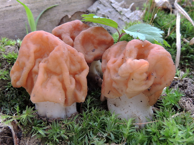 ušiak obrovský Gyromitra gigas (Krombh.) Cooke