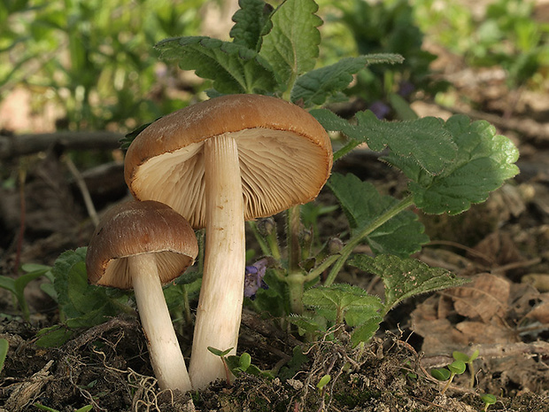 drobuľka hnedosivá Psathyrella spadiceogrisea (Schaeff.) Maire