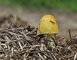hnojovec žltý