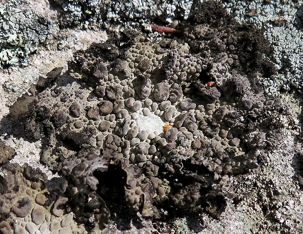 pupkovka obyčajná Lasallia pustulata (L.) Mérat