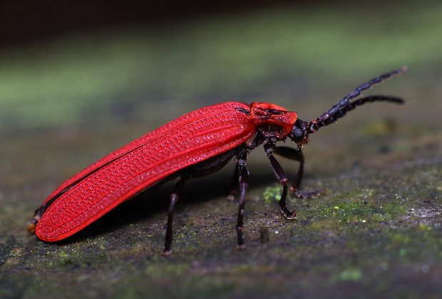 dlhoústec červený ( cz) Dictyoptera aurora