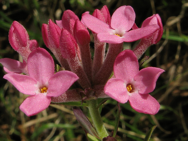 lykovec voňavý Daphne cneorum L.