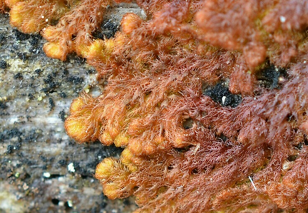 machorast. Ptilidium pulcherrimum (G.Weber) Vainio.