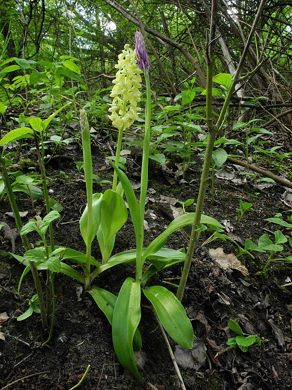vstavač bledý a vstavač mužský poznačený Orchis pallens a Orchis mascula subsp. signifera (Vest) Soó L.