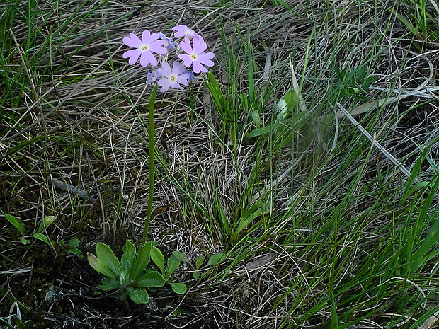 prvosienka pomúčená Primula farinosa L.