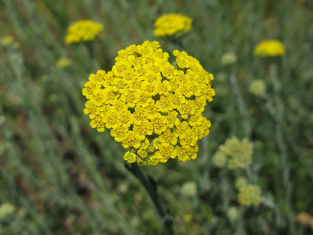 rebríček Achillea pseudopectinata