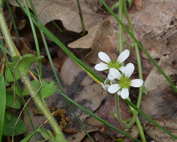 lomikameň cibuľkatý Saxifraga bulbifera L.