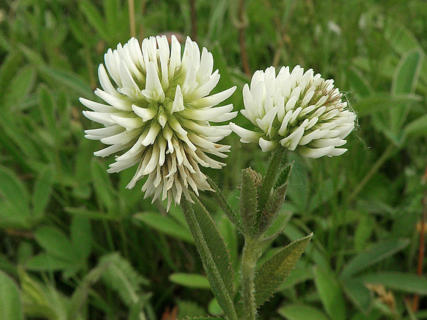 ďatelina horská Trifolium montanum L.
