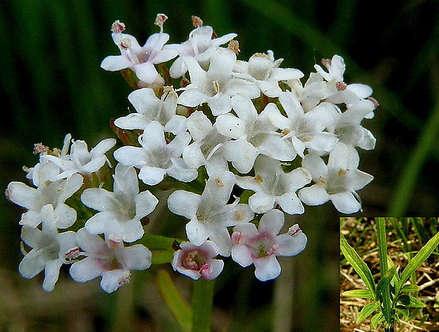 valeriána dvojdomá Valeriana dioica L.