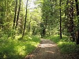 cesta v lese 