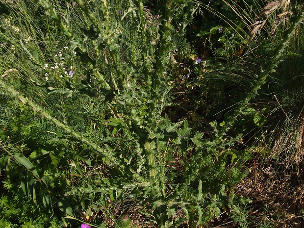bodliak kopcový  Carduus collinus Waldst. et Kit.