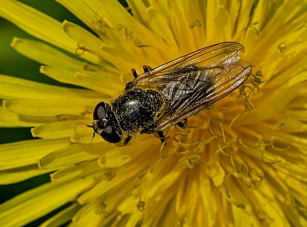 pestrica Cheilosia mutabilis cf.