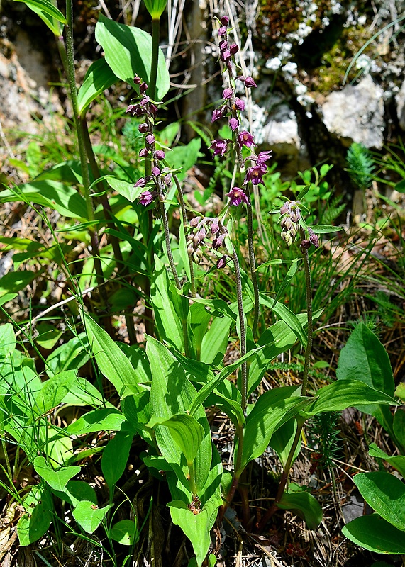 kruštík tmavočervený pravý Epipactis atrorubens subsp. atrorubens (Hoffm.) Besser
