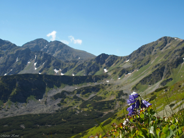 zvonček alpínsky Campanula alpina Jacq.