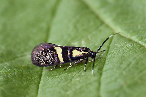 zdobka Olivierova Esperia oliviella  (Oecophoridae).