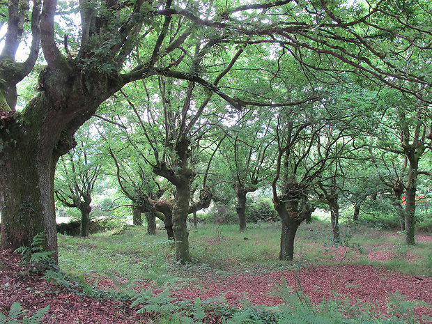 Galicijské dubové lesy Natura