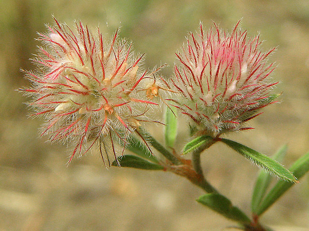 ďatelina roľná Trifolium arvense L.