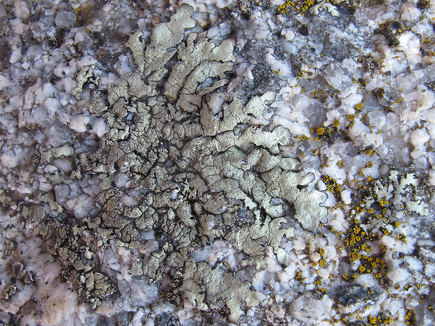 lišajníky Lichenes gr.