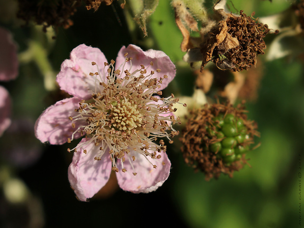 ostružina Rubus armeniacus Focke 1874