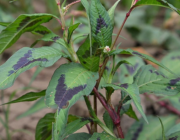 horčiak štiavolistý brittingerov Persicaria lapathifolia subsp. brittingeri (Opiz) Soják