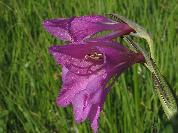 mečík močiarny Gladiolus palustris Gaudin