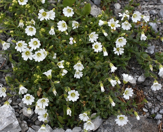 rožec roľný žľaznatý Cerastium arvense subsp. glandulosum (Kit.) Soó