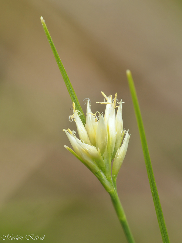 ostroplod biely Rhynchospora alba (L.) Vahl