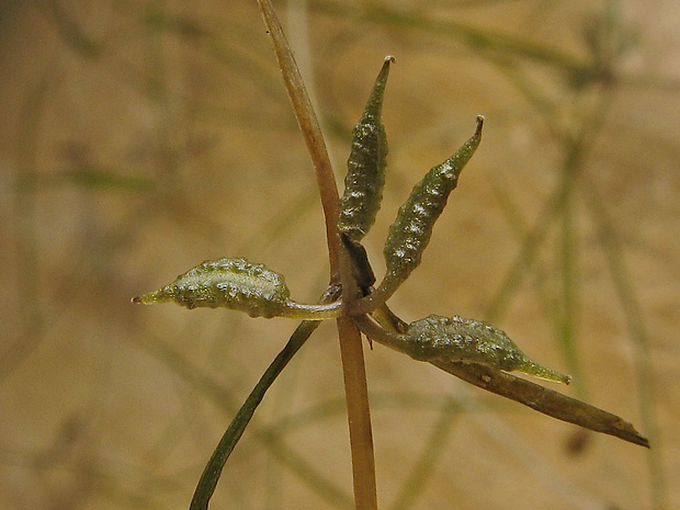 zanichelka močiarna Zannichellia palustris L.