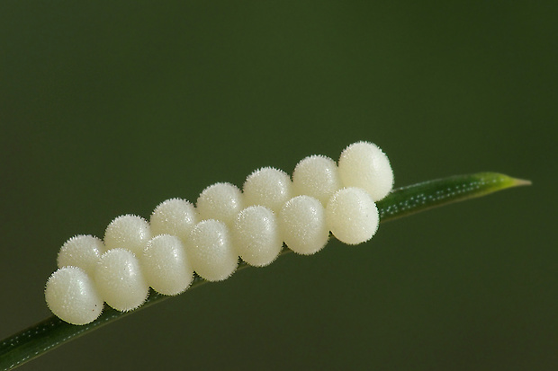 bzdocha pásavá - vajíčka Graphosoma italicum