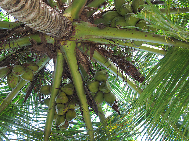 kokosovník obyčajný Cocos nucifera