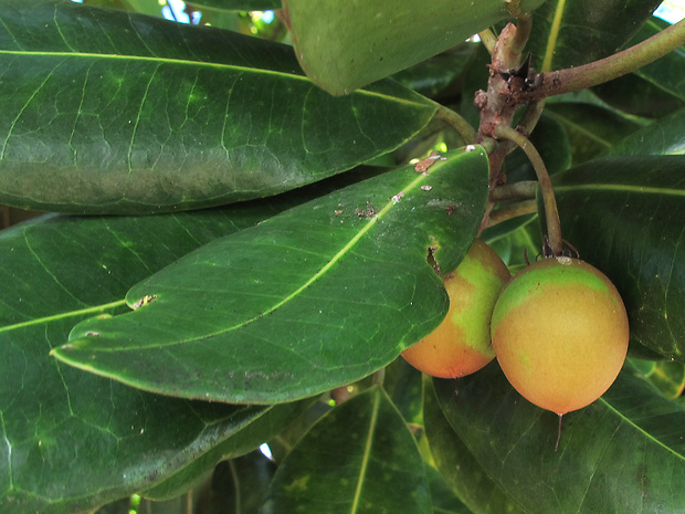figovník Ficus sp.