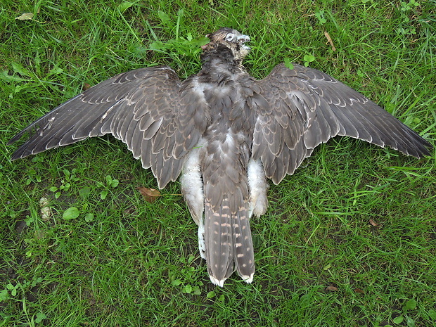 raroh velký Falco cherrug