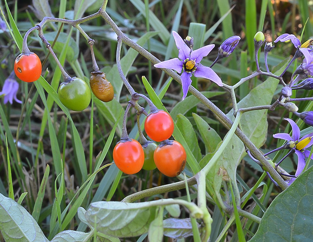 ľuľok sladkohorký Solanum dulcamara L.