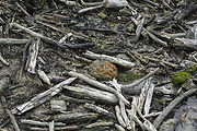 biotop Trentepohlia aurea (Linnaeus) Martius