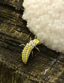 larva lienky
