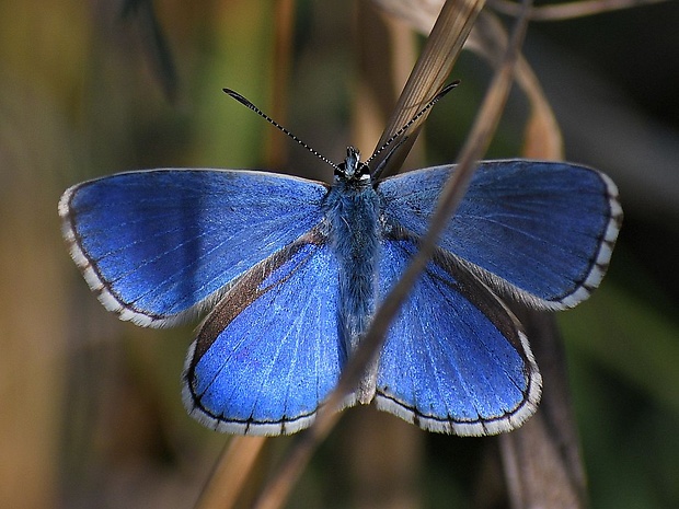modráčik ďatelinový Polyommatus bellargus