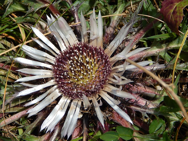 krasovlas bezbyľový  Carlina acaulis subsp. acaulis L.