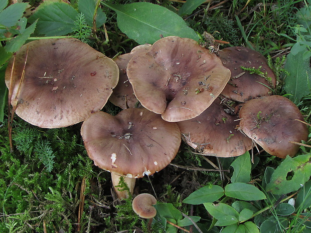 čírovka bielohnedá Tricholoma albobrunneum (Pers.) P. Kumm.