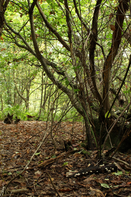 prilbička olivovožltá (biotop) Mycena arcangeliana Bres.