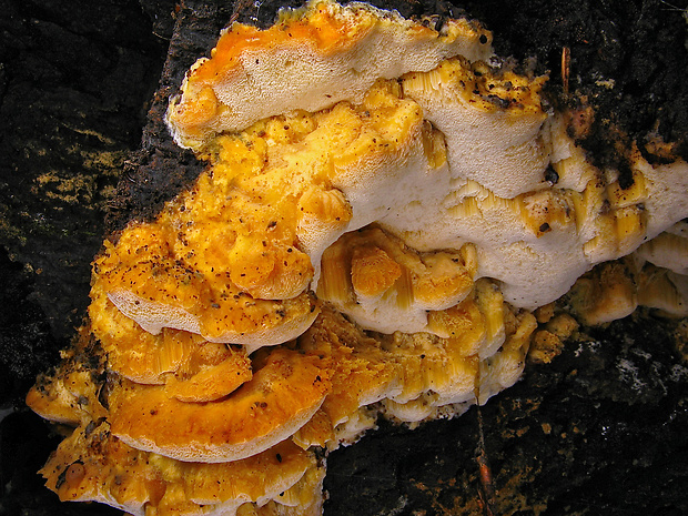 antrodiela oranžovkastá Antrodiella mentschulensis (Pilát ex Pilát) Melo & Ryvarden