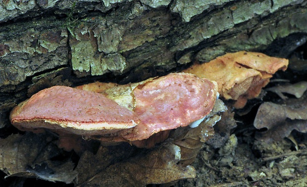 hlinovec červenkastý Hapalopilus rutilans (Pers.) Murrill