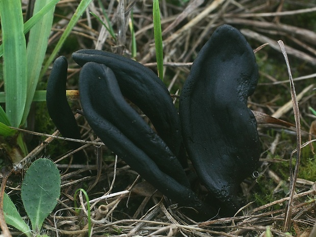 jazýček Geoglossum cookeanum Nannf.