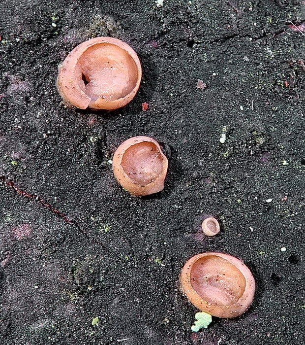 kráterokrčka čerešňová Craterocolla cerasi (Schumach.) Sacc.