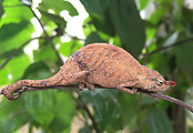 chameleón