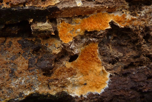 povlačník oranžový Leucogyrophana mollusca?