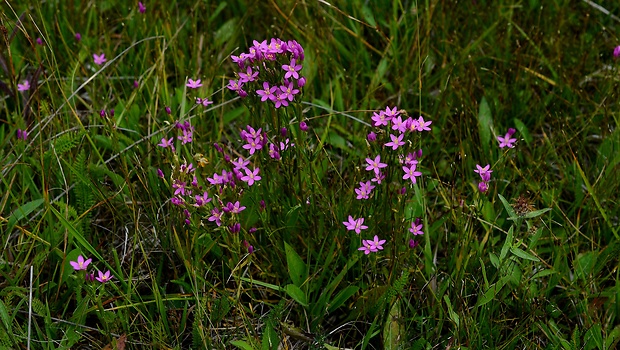 zemežlč pobrežná slatinná Centaurium littorale subsp. uliginosum (Waldst. et Kit.) Rothm. ex Melderis